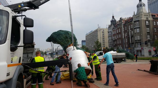 Palmy wróciły na rynek w Katowicach