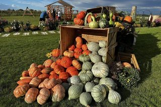 Farma Dyń, Różyniec 28, Gromadka w powiecie bolesławieckim