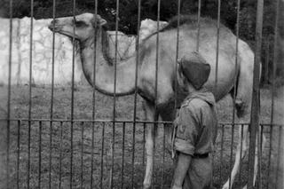ZOO Wrocław w latach 50. XX wieku. Zobacz, jak wyglądało otwarcie zoo we Wrocławiu [ZDJĘCIA]