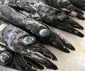 Pałasz czarny z Madery - brzydki jak noc i pyszny jak diabli!