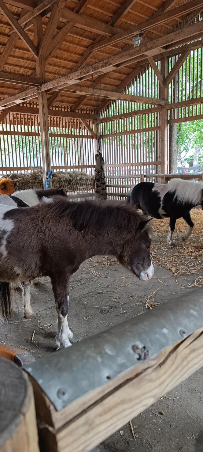 Zwierzęta w zoo we Wrocławiu