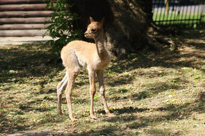 Wigoń z Andów na Pradze