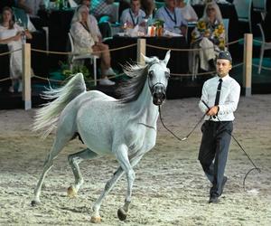 Porażka Pride of Poland 2024? Zyski są zdecydowanie niższe niż rok temu