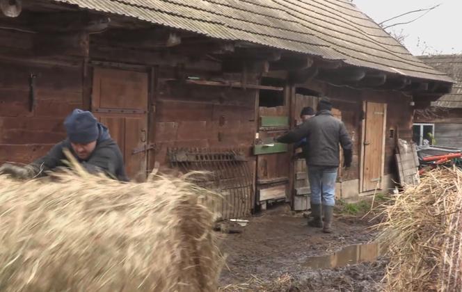 Rolnicy. Podlasie. Karmienie zwierzą dyniami i sianem. Gienek docinał Sławkowi