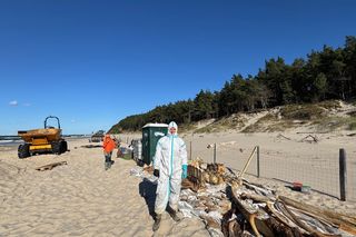 Ciało wieloryba ze Świnoujścia zostało zutylizowane, a jego szkielet trafi do muzeum