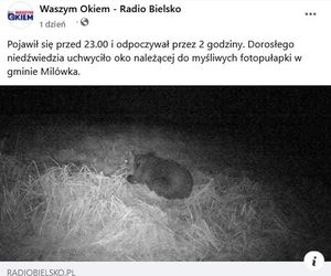 Niedźwiedź w Beskidach tuż obok wsi! Fotopułapka pokazała zwierza