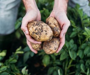 Ważne dla jelit i mniej kaloryczne niż ryż. 5 mało znanych zalet ziemniaków