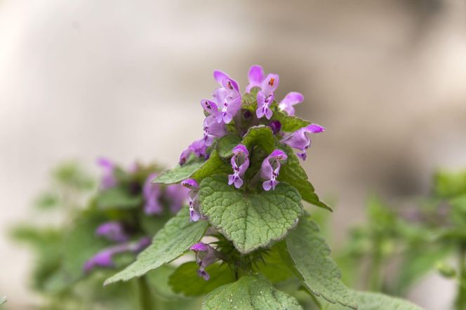 Jasnota purpurowa