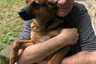 Te psy skradły serca gwiazd! Niektóre wyglądają jak z bajk