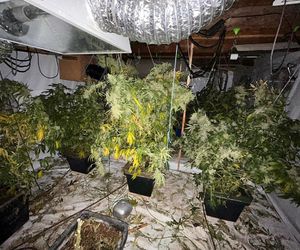 Policja zlikwidowała plantację konopi w Czechach. Zatrzymano 4 lublinian