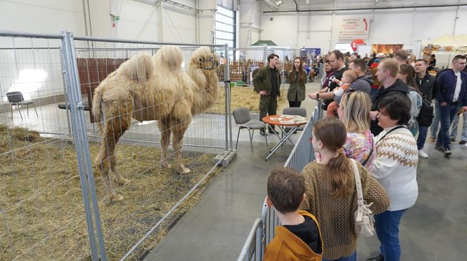 ZOOPARK w Lublinie. „Postawiliśmy na polski las. Chcemy promować nasze zwierzątka”