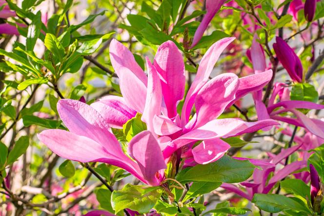 Odmiana magnolii 'Susan'