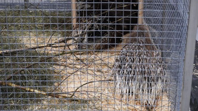 ZOOPARK w Lublinie. „Postawiliśmy na polski las. Chcemy promować nasze zwierzątka”