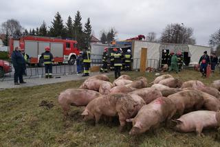 Wypadek ciężarówki przewożącej świnie w Wierzbicy koło Serocka