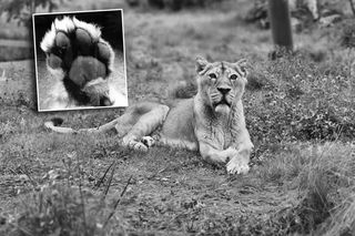 Orientarium Zoo Łódź. Nie żyje lwica Tycia. W tym roku skończyłaby 20 lat [ZDJĘCIA]. 