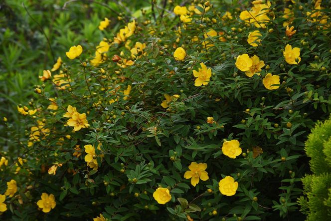 Dziurawiec 'Hidcote'