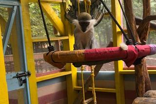  kapucynek Antos na wakacjach 