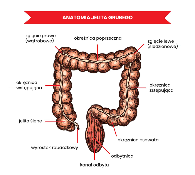 Anatomia jelita grubego
