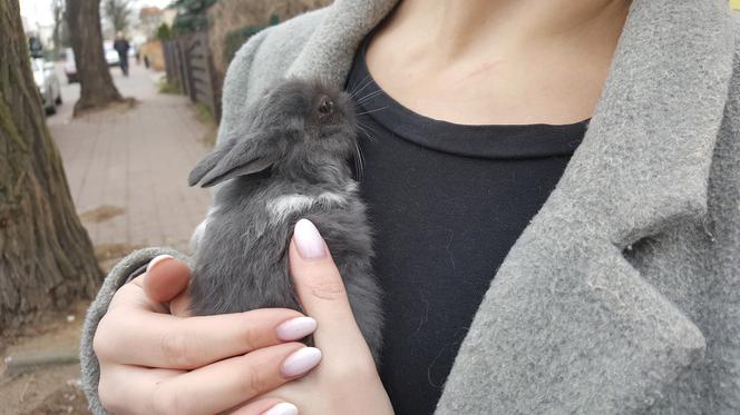 Królik odebrany podczas kontroli fundacji Animal Security