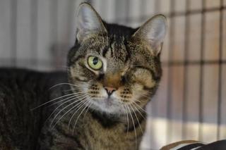 Pilnie potrzebują domu! Te zwierzaki najbardziej łakną miłości