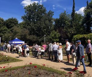 Kolejka tort urodziny Szczecina 