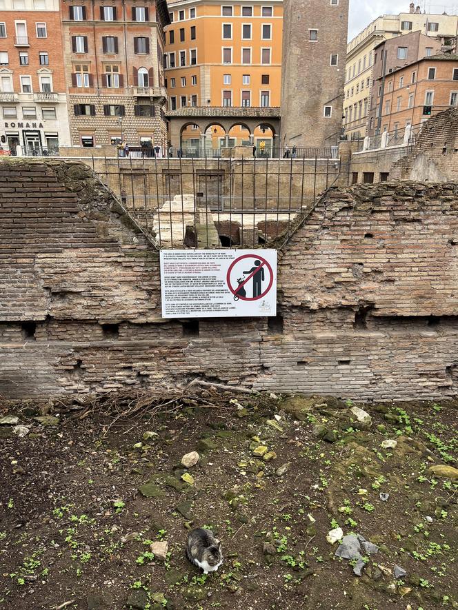 Largo Argentina w Rzymie. Koty zamieszkały w starożytnych ruinach - zobacz zdjęcia