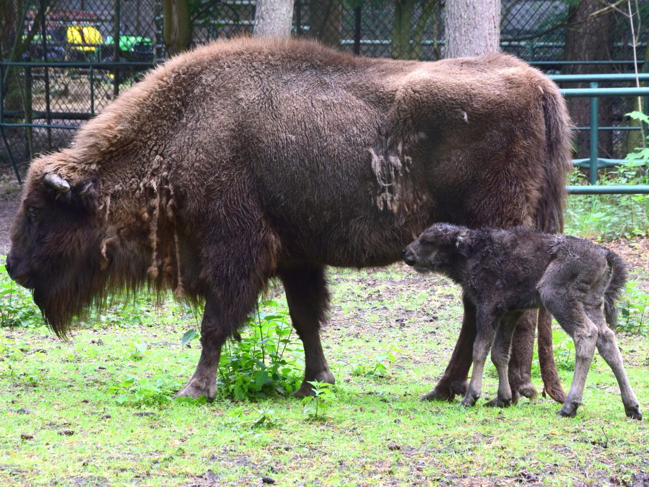 Kolejne narodziny w poznańskim ZOO! Rodzina żubrów powiększona! [ZDJĘCIA]