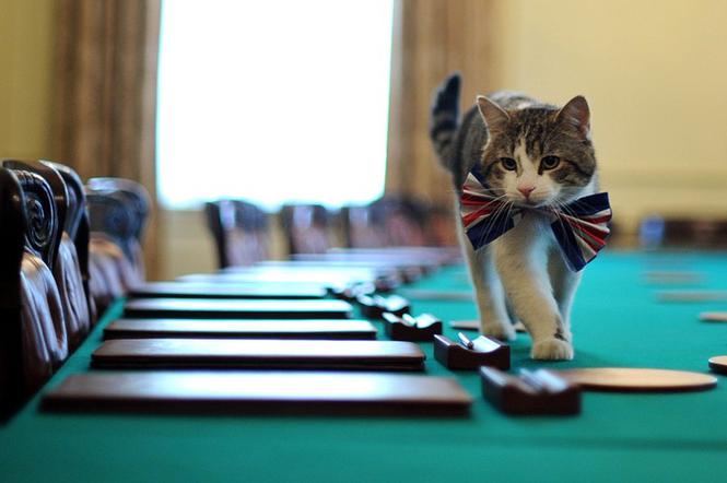 Kot Larry, służbowy kot Davida Camerona