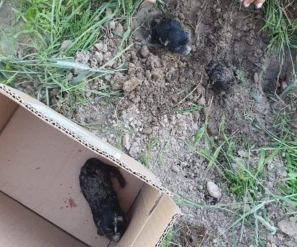 Policja poszukuje sprawcy zakopania żywcem trzech szczeniaków