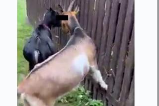 Przemyśl. Kozy okradają łosię Tobi [GALERIA]