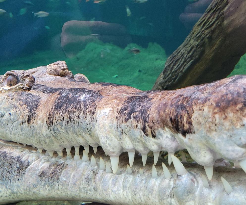Orientarium Łódź, łódzkie ZOO