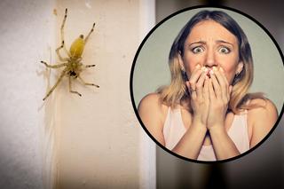 Najbardziej jadowity pająk w Polsce kolonizuje miasta! Eksperci ostrzegają przed ukąszeniem