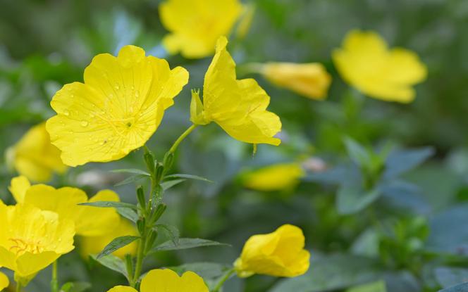 Wiesiołek (Oenothera biennis)