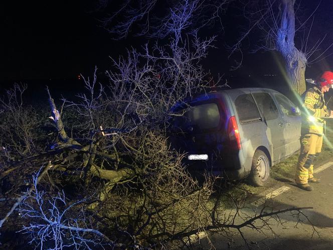 Osobówka wypadła z drogi i wbiła się w drzewo pod Mogilnem! Kierowca miał dużo szczęścia [ZDJĘCIA]