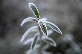 Poranne przymrozki w Przemyślu w obiektywie. Zobaczcie zdjęcia 