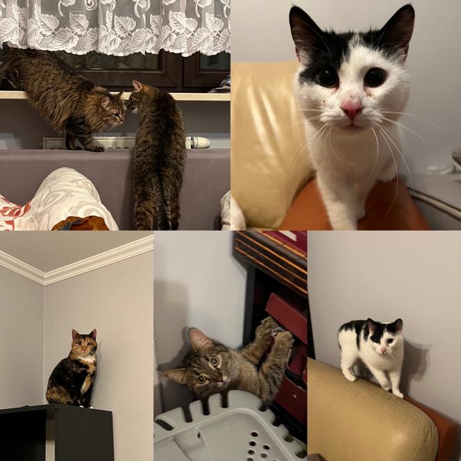 Znana pisarka, biznesmen z Holandii i menadżerka gwiazd zawieźli dary dla Ukrainy i uratowali koty