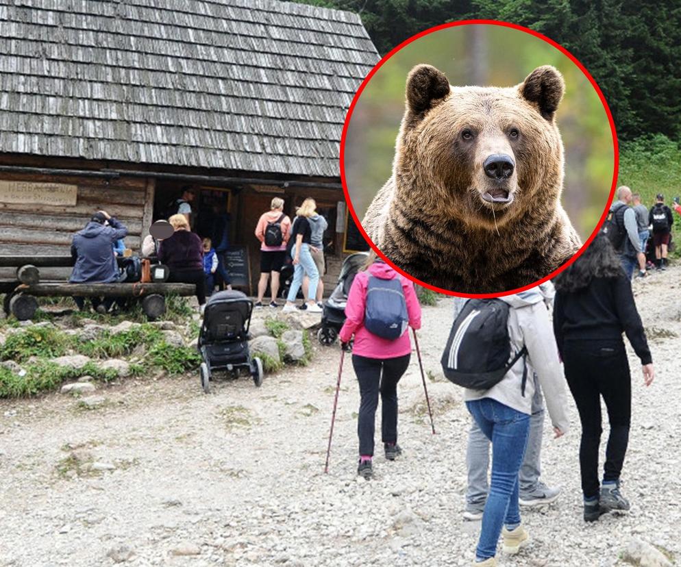 Niedźwiedz włamał się do herbaciarni w Dolinie Strążyskiej 
