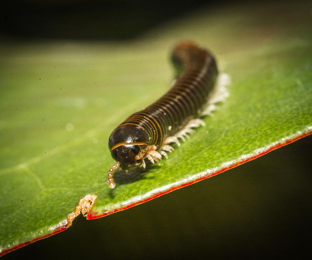 Rozprzestrzeniły się po Polsce, są groźne dla zdrowia. Jak z nimi walczyć?