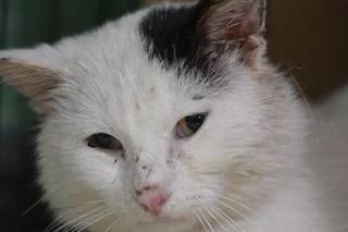 Pilnie potrzebują domu! Te zwierzaki najbardziej łakną miłości