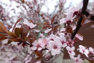 Śliwa wiśniowa ‘Pissardii’ = ‘Atropurpurea’ - Prunus cerasifera ‘Pissardii’ = ‘Atropurpurea’ = Prunus pissardii