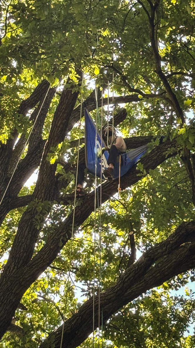 Mistrzostwa Europy we Wspinaczce Drzewnej w Pszczynie