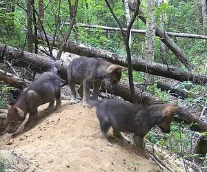 Małe wilki wyszły z nory i poznają las pod Częstochową