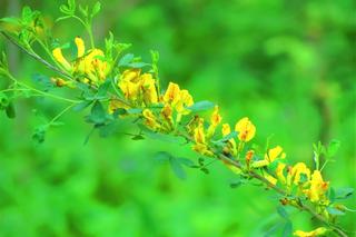 Drzewa całoroczne na balkon