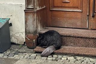 Bóbr odwiedził żabkę w centrum Wrocławia. Przestraszony gryzoń wtulił się w schody 