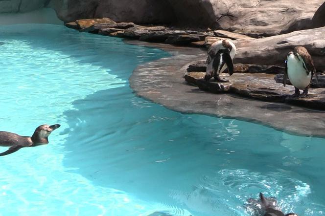 Pingwiny w krakowskim zoo