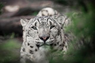 Dziś wyjątkowy dzień w płockim Zoo!  9 urodziny Dextera