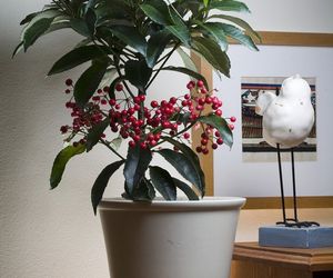Ardizja karbowana - Ardisia crenata