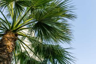 Waszyngtonia robusta - palma meksykańska. Uprawa i pielęgnacja waszyngtonii