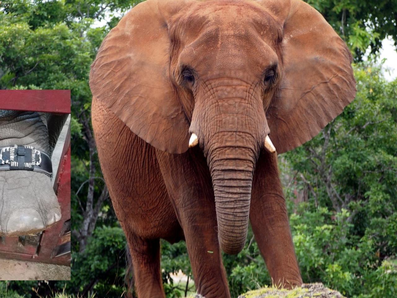 Tajemnicze opaski na nogach słoni w ZOO w Warszawie. Co to jest? Po co je noszą? 