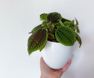 Pilea involucrata. Kwiat przyjaźni, który pięknie wygląda w każdym wnętrzu